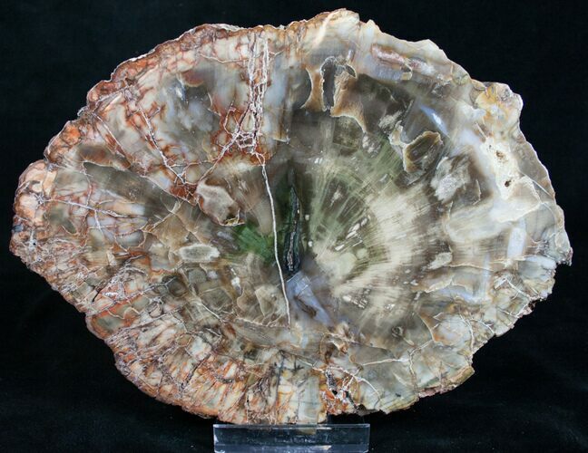 Colorful Petrified Wood Slab - Madagascar #8476